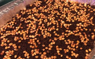 Day 2: Microgreens trial – the first morning