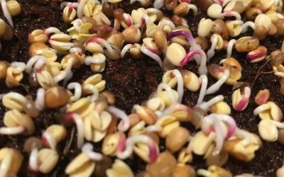 Day 3: Microgreens trial – 2nd morning