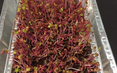 Day 7: Microgreens trial – 6th morning