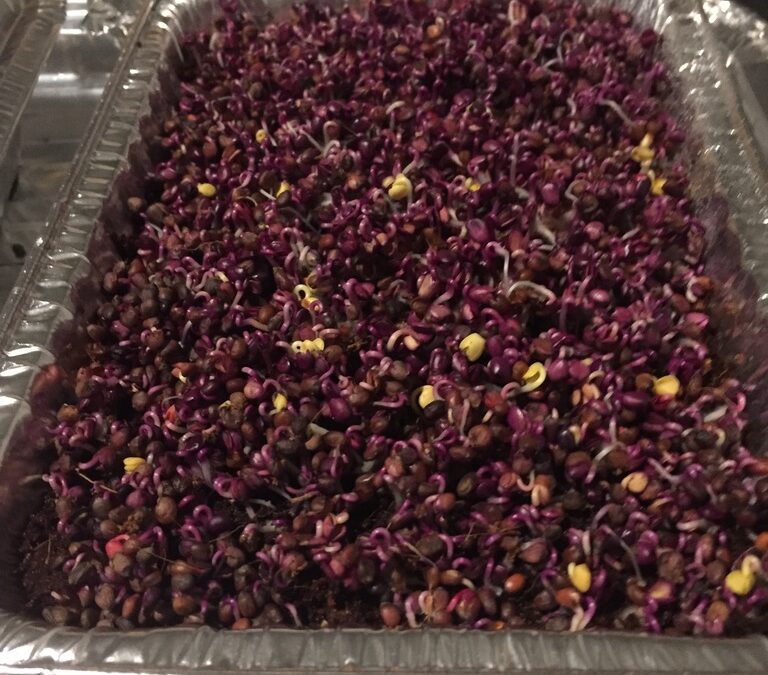 Day 5: Microgreens trial – 4th morning